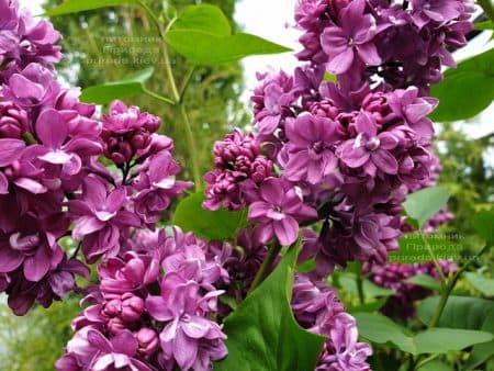 Сирень Огни Донбасса (Syringa vulgaris Ogni Donbassa) ФОТО Питомник растений Природа (31)