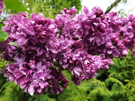 Сирень Огни Донбасса (Syringa vulgaris Ogni Donbassa) ФОТО Питомник растений Природа (32)