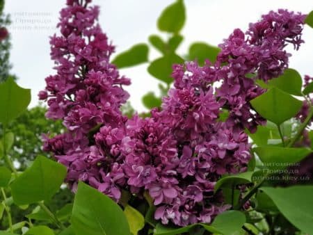 Бузок Вогні Донбасу (Syringa vulgaris Ogni Donbassa) ФОТО Розплідник рослин Природа (33)