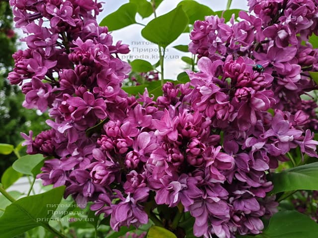 Бузок Вогні Донбасу (Syringa vulgaris Ogni Donbassa) ФОТО Розплідник рослин Природа (34)