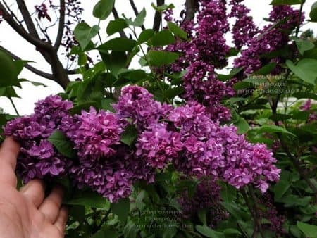 Бузок Вогні Донбасу (Syringa vulgaris Ogni Donbassa) ФОТО Розплідник рослин Природа (35)