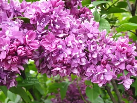 Бузок Вогні Донбасу (Syringa vulgaris Ogni Donbassa) ФОТО Розплідник рослин Природа (36)