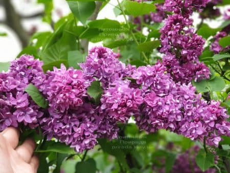 Бузок Вогні Донбасу (Syringa vulgaris Ogni Donbassa) ФОТО Розплідник рослин Природа (37)