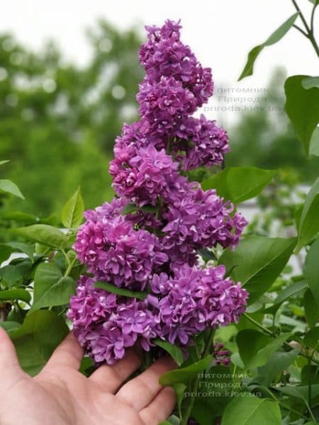 Бузок Вогні Донбасу (Syringa vulgaris Ogni Donbassa) ФОТО Розплідник рослин Природа (38)