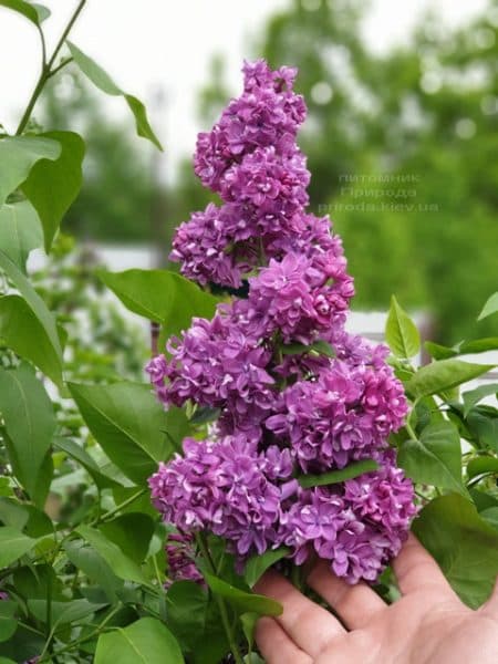 Бузок Вогні Донбасу (Syringa vulgaris Ogni Donbassa) ФОТО Розплідник рослин Природа (39)