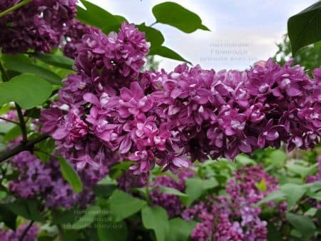 Бузок Вогні Донбасу (Syringa vulgaris Ogni Donbassa) ФОТО Розплідник рослин Природа (40)