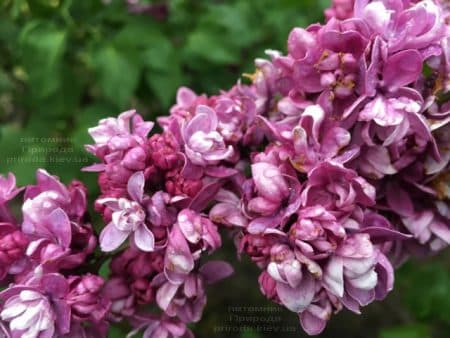 Сирень Огни Донбасса (Syringa vulgaris Ogni Donbassa) ФОТО Питомник растений Природа (41)