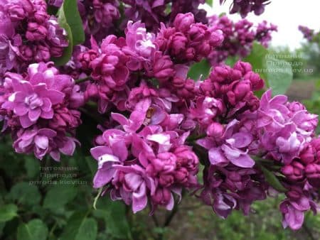 Сирень Огни Донбасса (Syringa vulgaris Ogni Donbassa) ФОТО Питомник растений Природа (42)