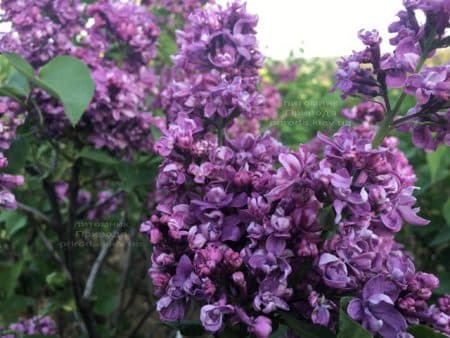 Бузок Вогні Донбасу (Syringa vulgaris Ogni Donbassa) ФОТО Розплідник рослин Природа (45)