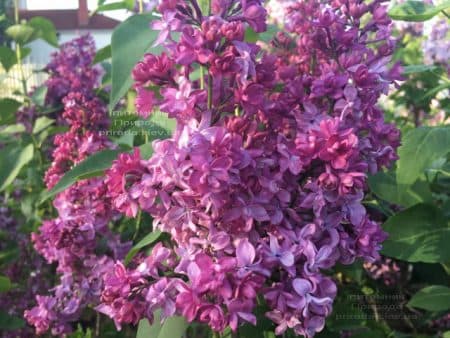 Бузок Вогні Донбасу (Syringa vulgaris Ogni Donbassa) ФОТО Розплідник рослин Природа (46)