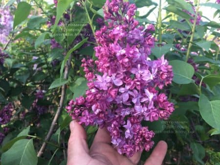 Сирень Огни Донбасса (Syringa vulgaris Ogni Donbassa) ФОТО Питомник растений Природа (47)