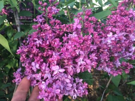 Бузок Вогні Донбасу (Syringa vulgaris Ogni Donbassa) ФОТО Розплідник рослин Природа (48)