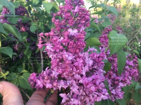 Бузок Вогні Донбасу (Syringa vulgaris Ogni Donbassa) ФОТО Розплідник рослин Природа (49)