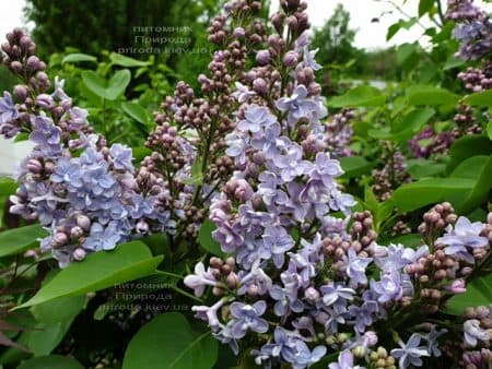 Сирень Президент Греви (Syringa President Grevy) ФОТО Питомник растений Природа (14)