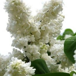 Бузок Принцеса Клементина (Syringa Princesse Clementine) ФОТО Розплідник рослин Природа