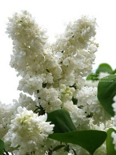 Сирень Принцесса Клементина (Syringa Princesse Clementine) ФОТО Питомник растений Природа