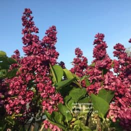 Сирень Шарль Жоли (Syringa vulgaris Charles Joly) ФОТО Питомник растений Природа (6)