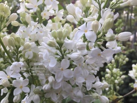 Сирень Весталка (Syringa vulgaris Vestalka) ФОТО Питомник растений Природа (10)