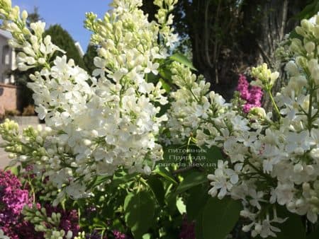 Сирень Весталка (Syringa vulgaris Vestalka) ФОТО Питомник растений Природа (11)