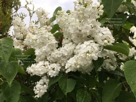 Бузок Весталка (Syringa vulgaris Vestalka) ФОТО Розплідник рослин Природа (13)