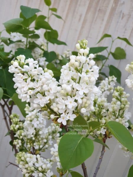 Бузок Весталка (Syringa vulgaris Vestalka) ФОТО Розплідник рослин Природа (14)