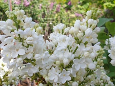 Бузок Весталка (Syringa vulgaris Vestalka) ФОТО Розплідник рослин Природа (15)