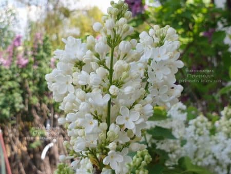 Сирень Весталка (Syringa vulgaris Vestalka) ФОТО Питомник растений Природа (16)