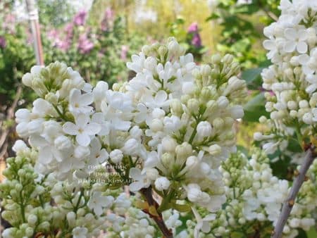 Бузок Весталка (Syringa vulgaris Vestalka) ФОТО Розплідник рослин Природа (17)