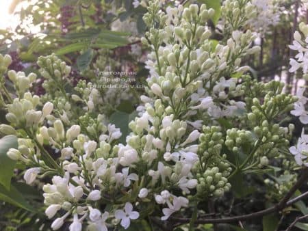 Бузок Весталка (Syringa vulgaris Vestalka) ФОТО Розплідник рослин Природа (9)