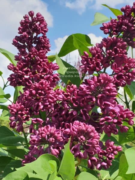 Бузок Прапор Леніна (Syringa vulgaris Znamja) ФОТО Розплідник рослин Природа (25)