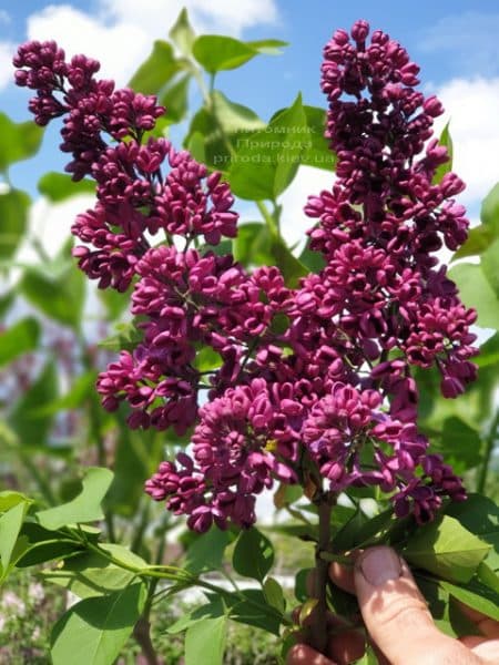 Бузок Прапор Леніна (Syringa vulgaris Znamja) ФОТО Розплідник рослин Природа (26)