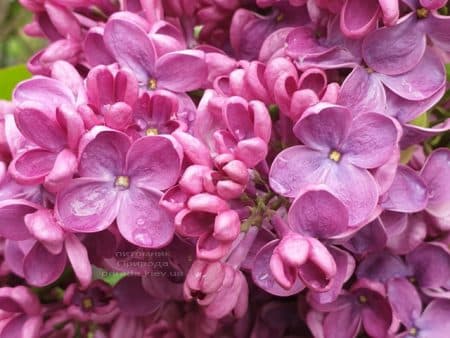 Сирень Знамя Ленина (Syringa vulgaris Znamja) ФОТО Питомник растений Природа (27)