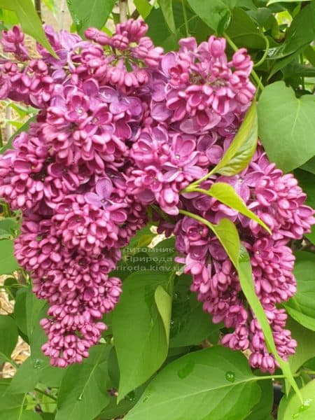 Бузок Прапор Леніна (Syringa vulgaris Znamja) ФОТО Розплідник рослин Природа (29)