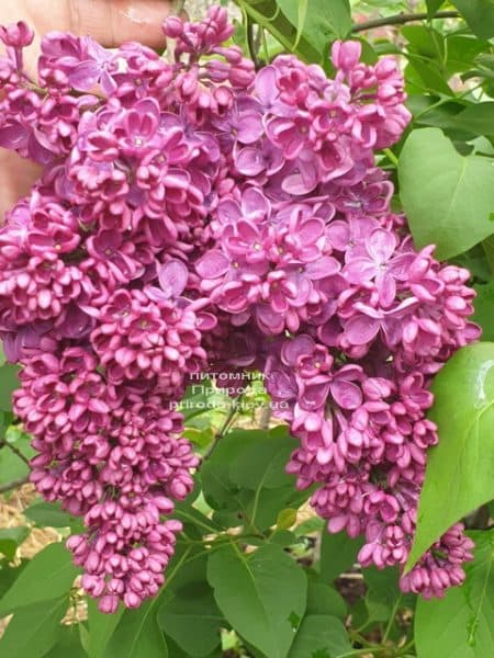 Сирень Знамя Ленина (Syringa vulgaris Znamja) ФОТО Питомник растений Природа (30)