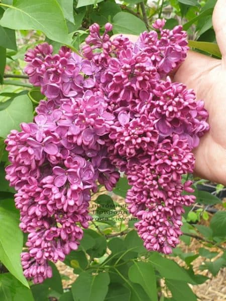 Сирень Знамя Ленина (Syringa vulgaris Znamja) ФОТО Питомник растений Природа (33)