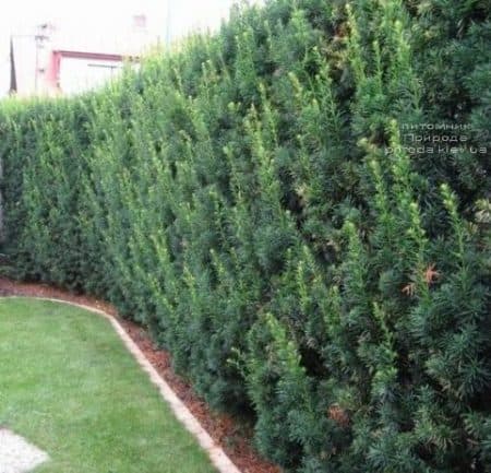 Тис средний Хикси (Taxus media Hicksii) ФОТО (1)