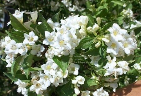 Вейгела цветущая Бристоль Сноуфлейк (Weigela florida Bristol Snowflake) ФОТО Питомник растений Природа (1)