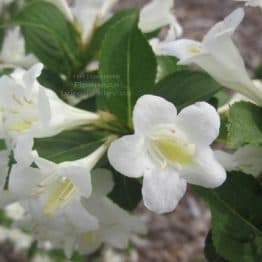 Вейгела цветущая Бристоль Сноуфлейк (Weigela florida Bristol Snowflake) ФОТО Питомник растений Природа (2)