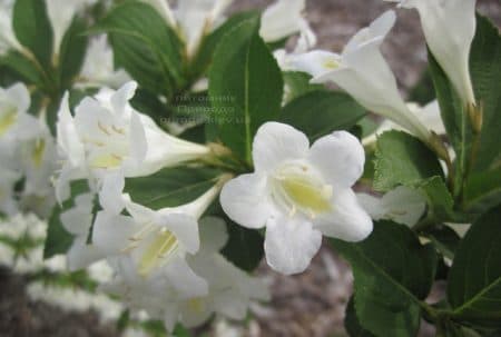 Вейгела цветущая Бристоль Сноуфлейк (Weigela florida Bristol Snowflake) ФОТО Питомник растений Природа (2)