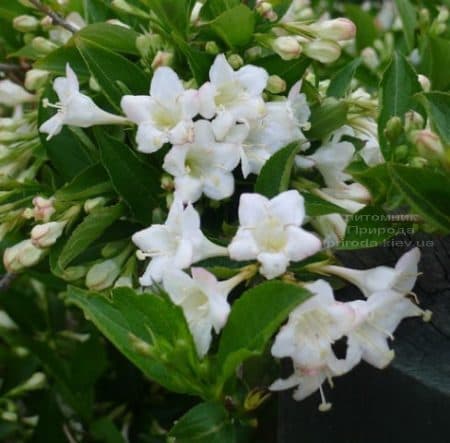 Вейгела цветущая Бристоль Сноуфлейк (Weigela florida Bristol Snowflake) ФОТО Питомник растений Природа (3)