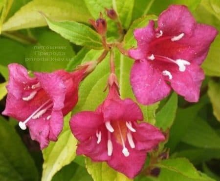 Вейгела цветущая Лоймансей Ауреа (Weigela florida Looymansii Aurea) ФОТО (1)