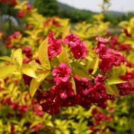 Вейгела квітуча Лоймансей Ауреа (Weigela florida Looymansii Aurea) ФОТО (2)