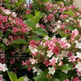 Вейгела цветущая Марджори (Weigela florida Marjorie) ФОТО (1)