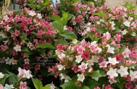 Вейгела цветущая Марджори (Weigela florida Marjorie) ФОТО (1)