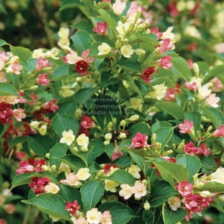 Вейгела цветущая Марджори (Weigela florida Marjorie) ФОТО (2)