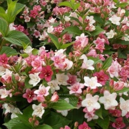 Вейгела цветущая Марджори (Weigela florida Marjorie) ФОТО (3)