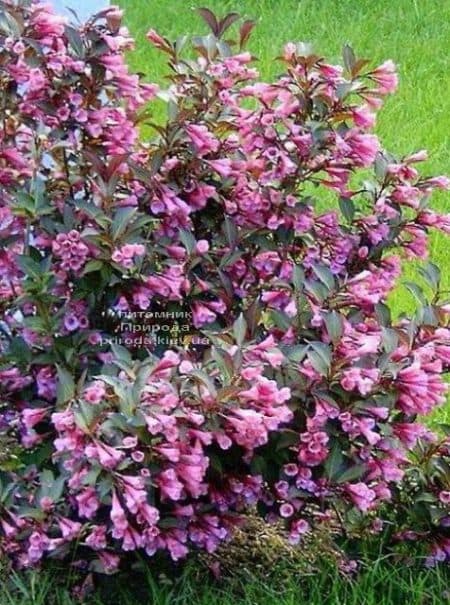 Вейгела цветущая Нана Пурпуреа (Weigela florida Nana Purpurea) ФОТО