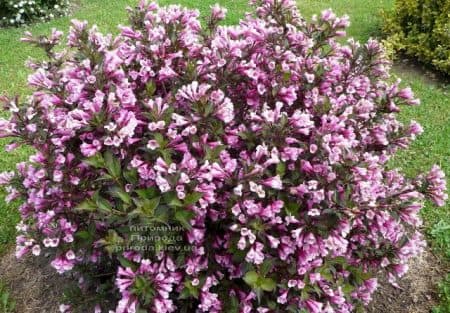 Вейгела цветущая Нана Пурпуреа (Weigela florida Nana Purpurea) ФОТО