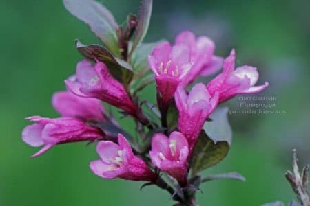 Вейгела цветущая Нана Пурпуреа (Weigela florida Nana Purpurea) ФОТО