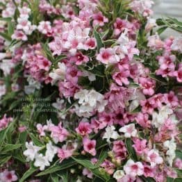 Вейгела цветущая Сплендид (Weigela florida Splendid) ФОТО